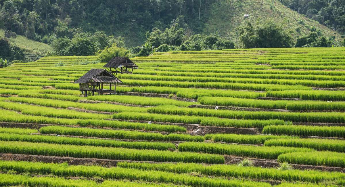 Jungle Thailand - chiang mai