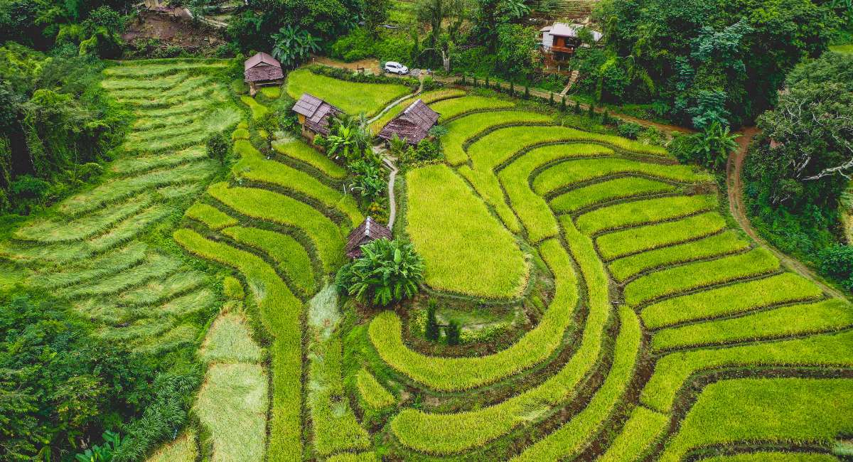 Jungle Thailand - rijstvelden