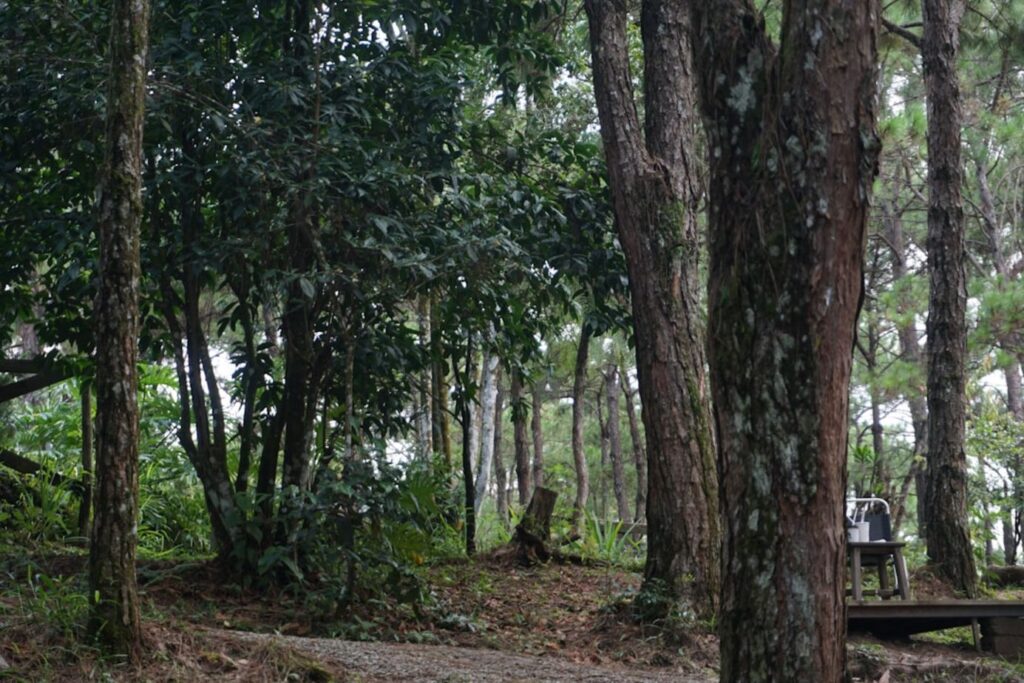 Trees fill a lush, green forest.-Pu Luong Vietnam