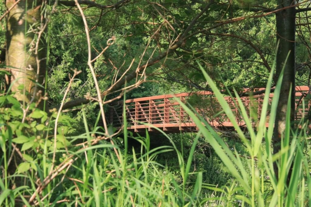 A bridge spans through lush greenery.-Taman Negara Maleisië