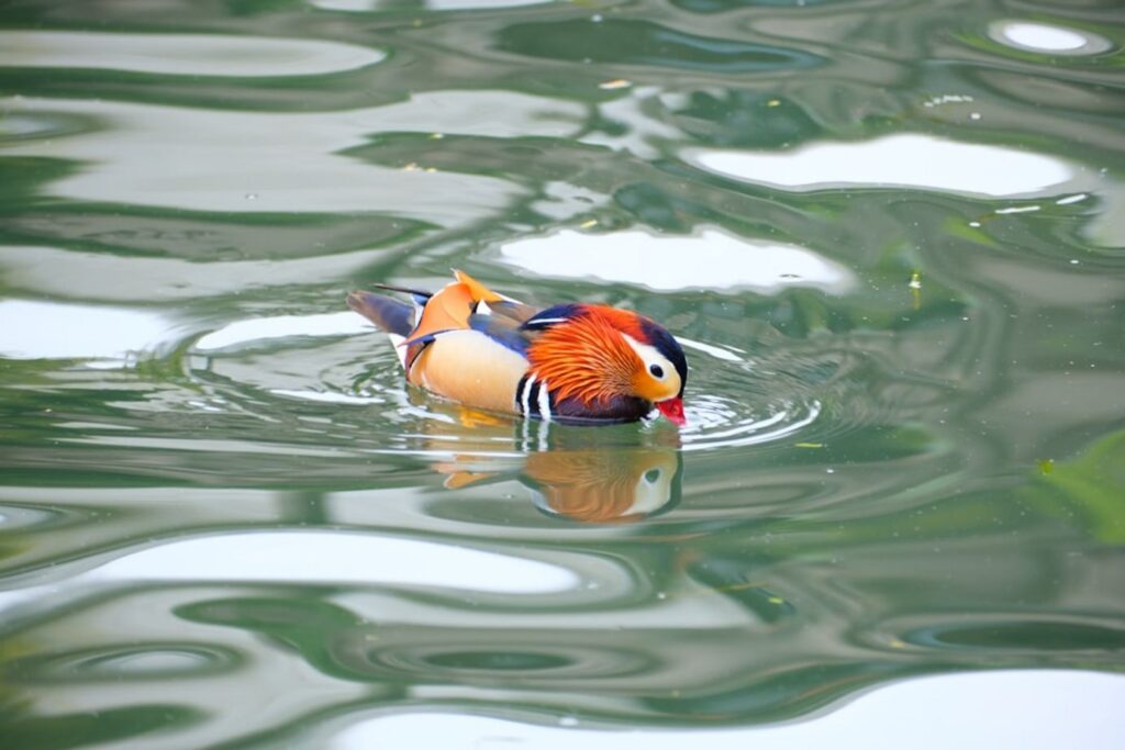 A colorful mandarin duck swims in water.-Hangzhou China
