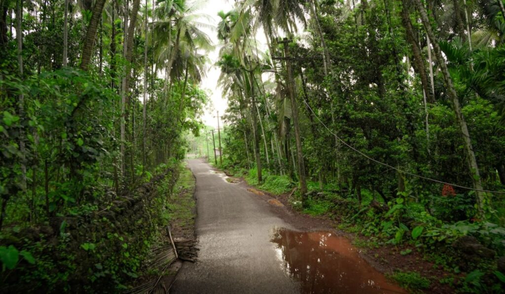 A road wends through a lush, green forest.-Malaysia weather