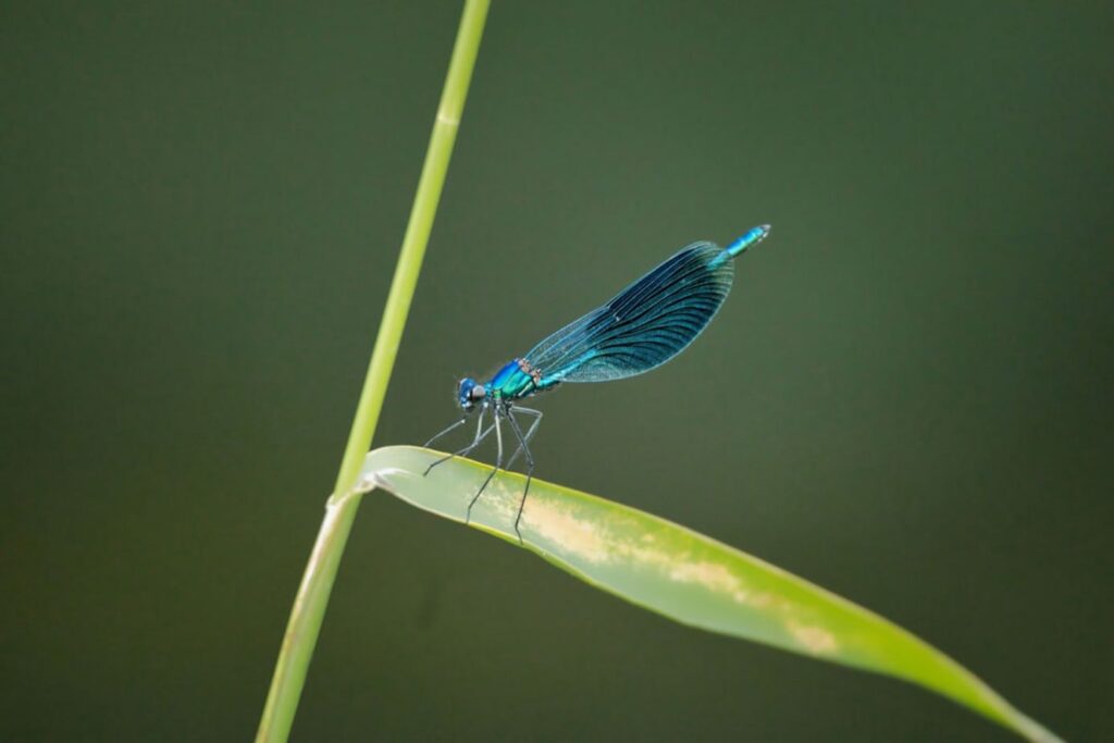 A blue dragonfly rests on a green leaf.-Mirissa Sri Lanka