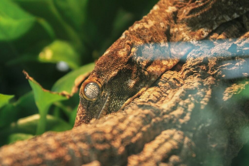 A close-up of a gecko on a branch with green leaves.-Dubai