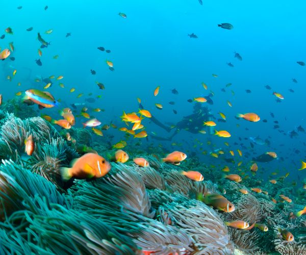 Malediven - onderwater