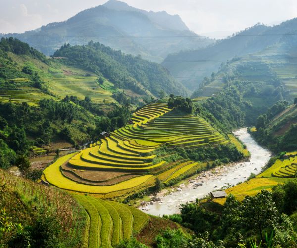 Vietnam - rijstvelden