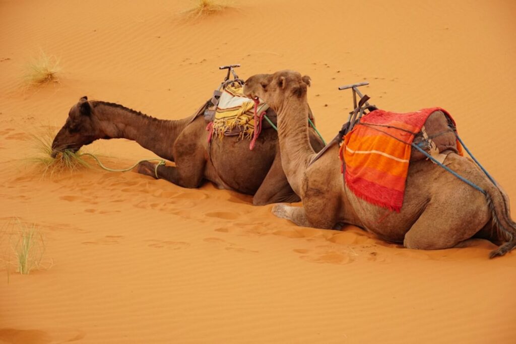 Two camels resting on a sandy desert dune.-Kuwait traffic