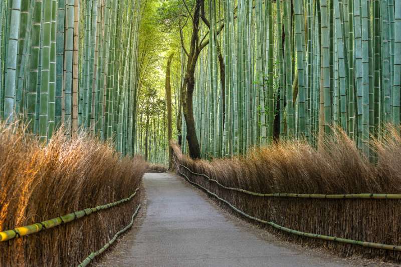 Bamboo forest path in japan