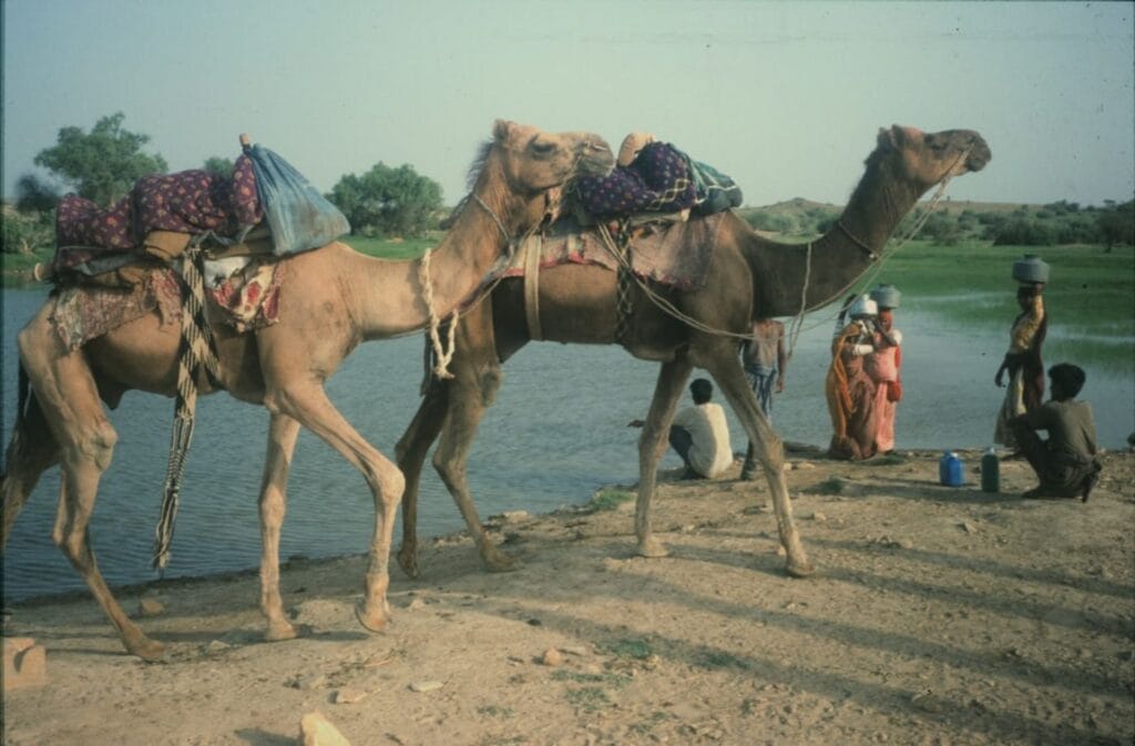 Two camels loaded with goods near a body of water.-india country
