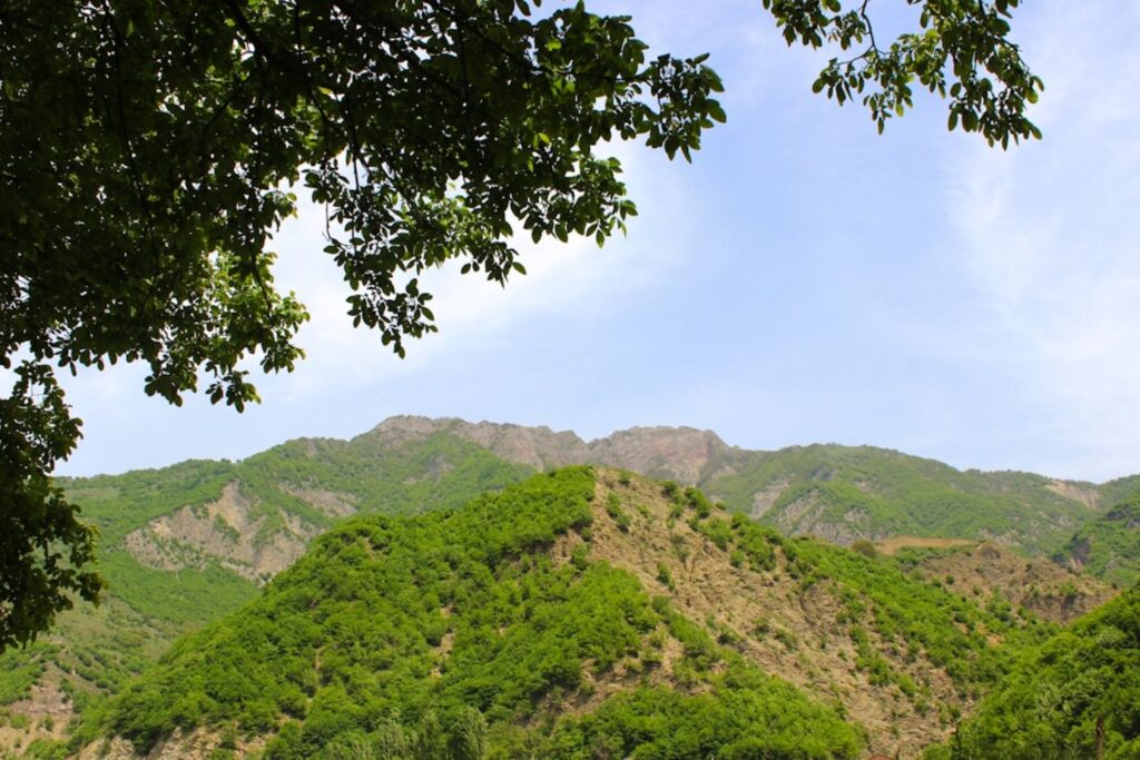 tree cover mountain-ismayilli Azerbaijan