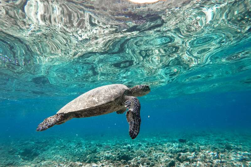 Hoe onderwater foto s maken