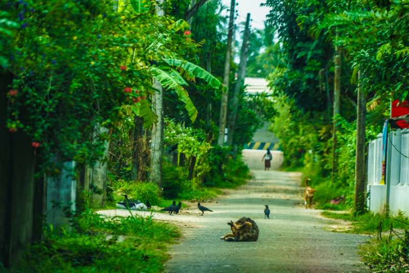Image of Sri Lanka road