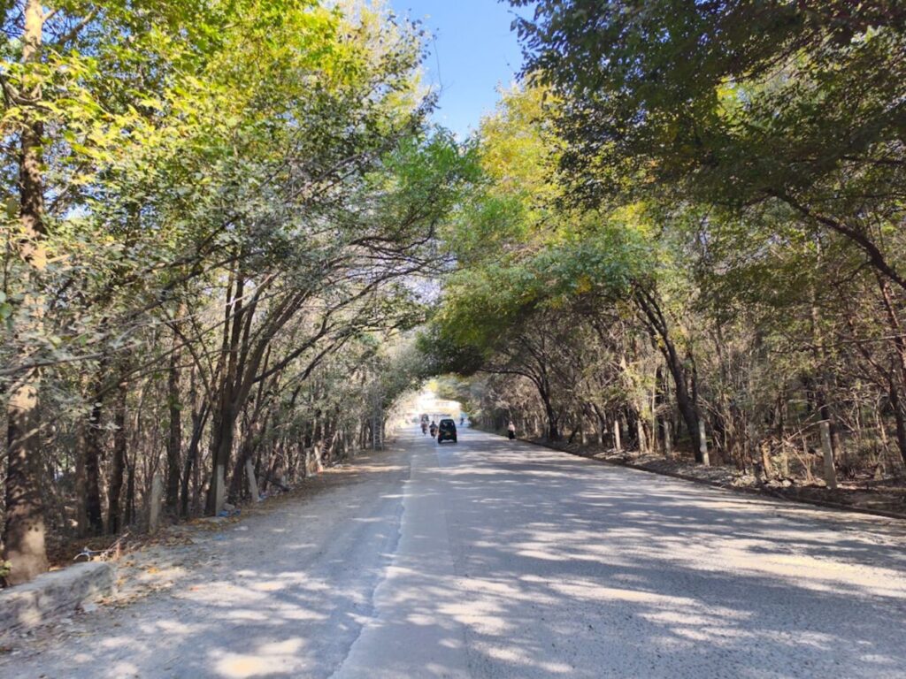 A road passes through a tunnel of trees.-Koh Samui road