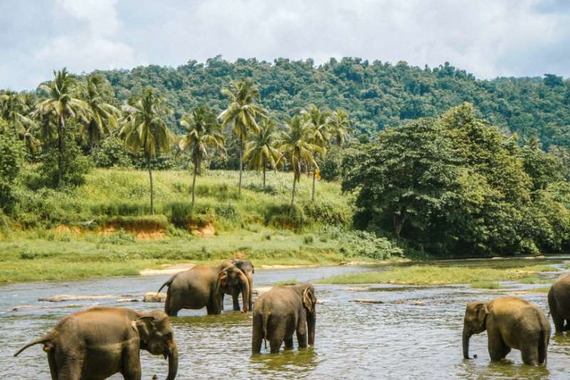Olifantenopvang Thailand in het water