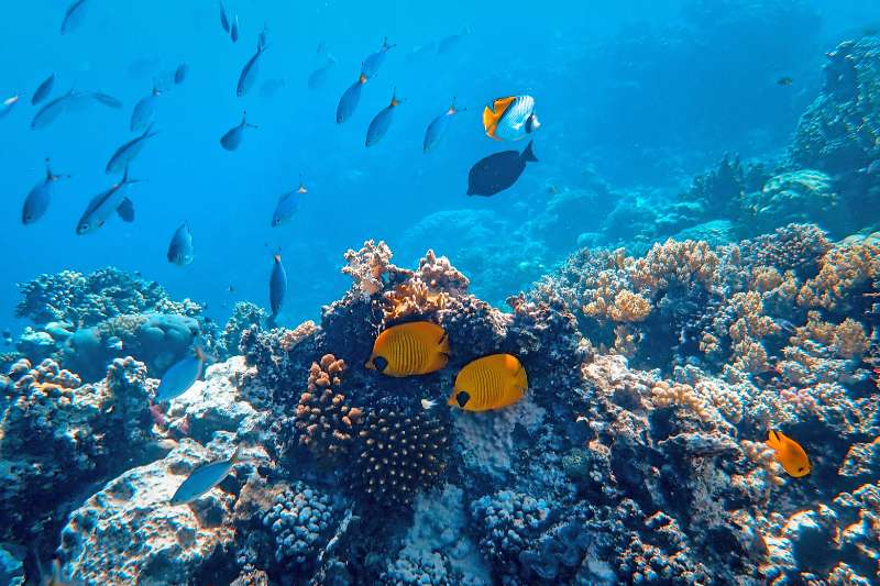 Onderwaterfotografie hoe te doen