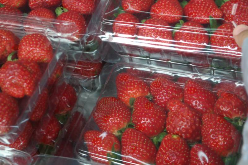 Routes Cameron Highlands aardbeien