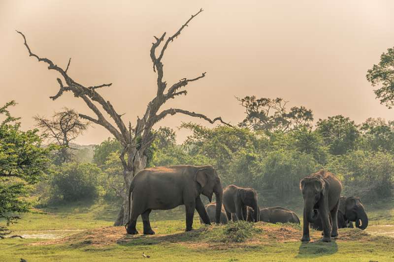 Sri Lanka wild elephants in jungle, Yala National Park