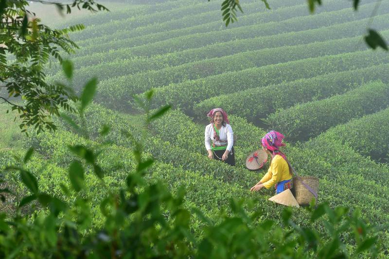 Taiwan theeplantages vrouwen