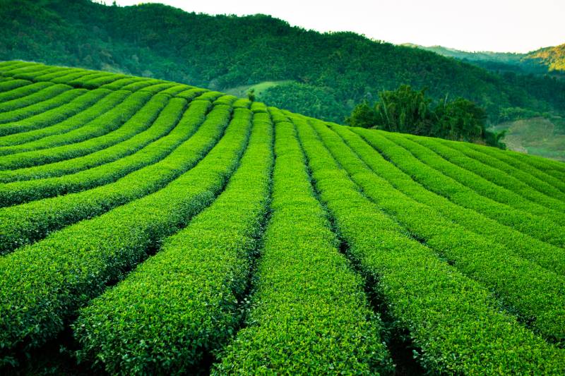 Taiwan theeplantages