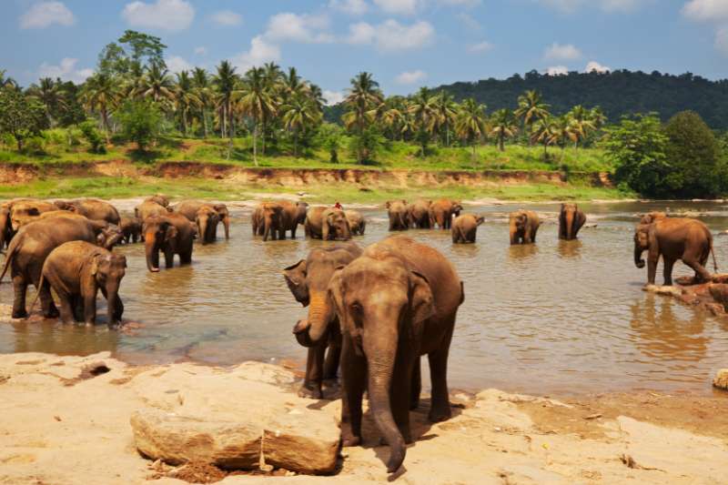 Wilde dieren spotten sri lanka