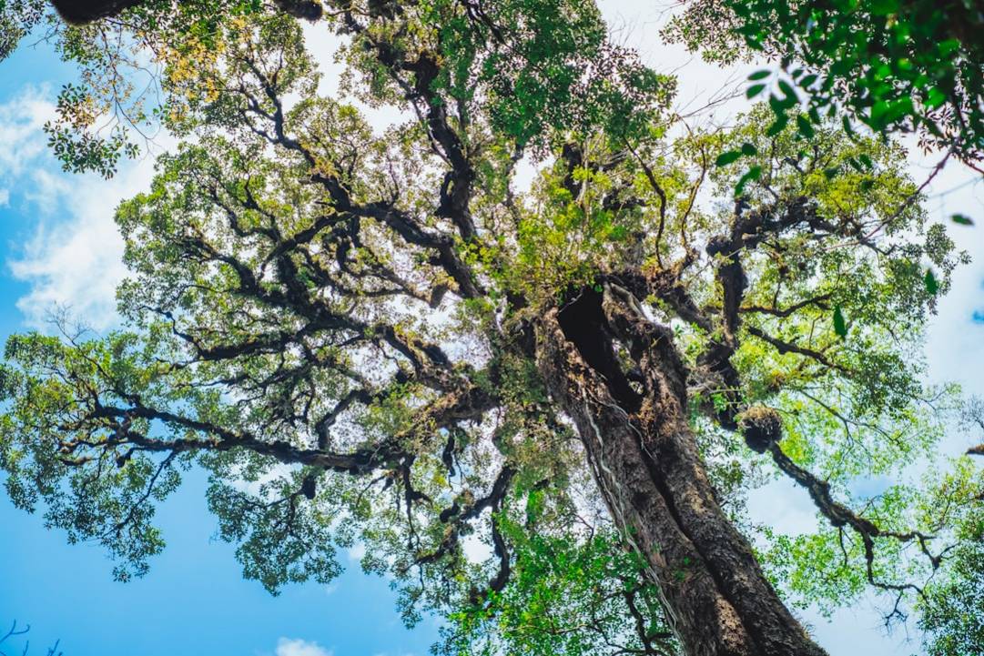 vietnam mountain 1 6