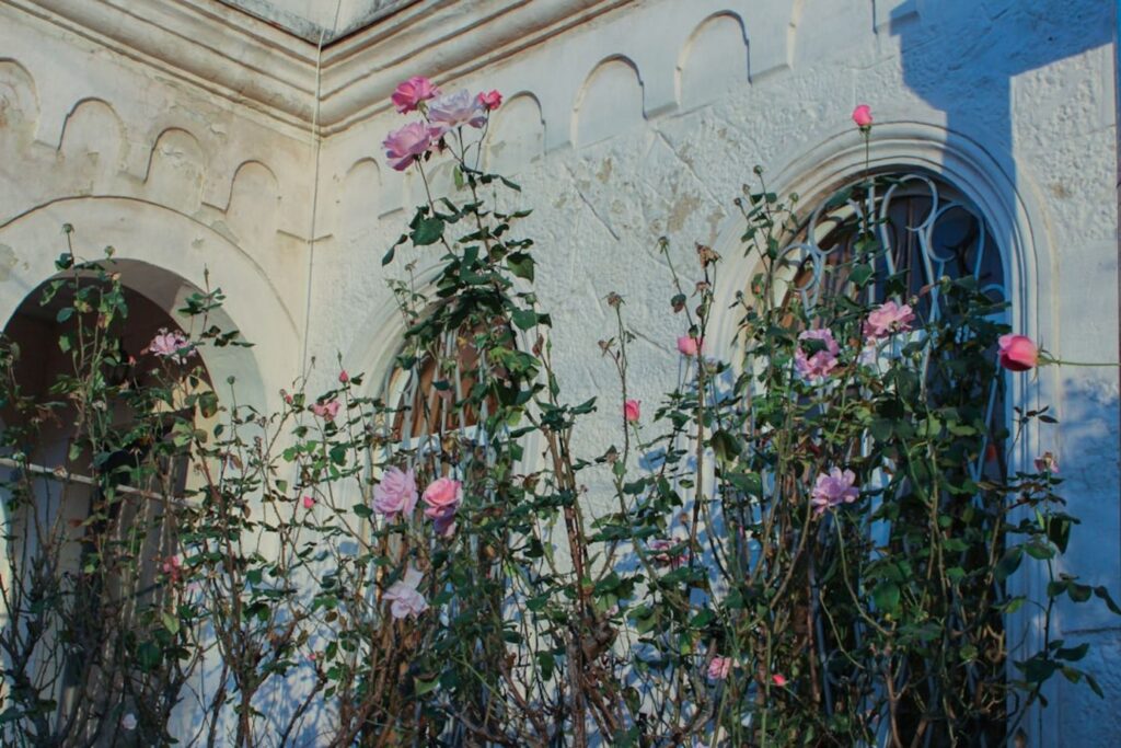 Pink roses climbing a white building with arches-georgia