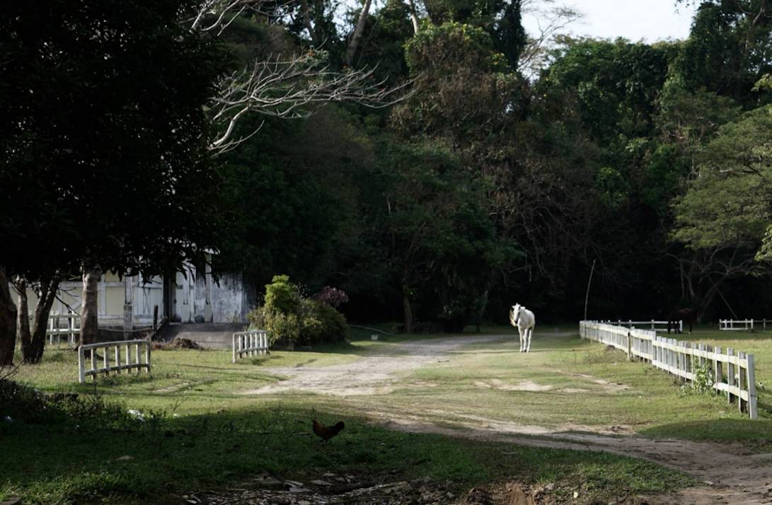 philippines jungle 1 3