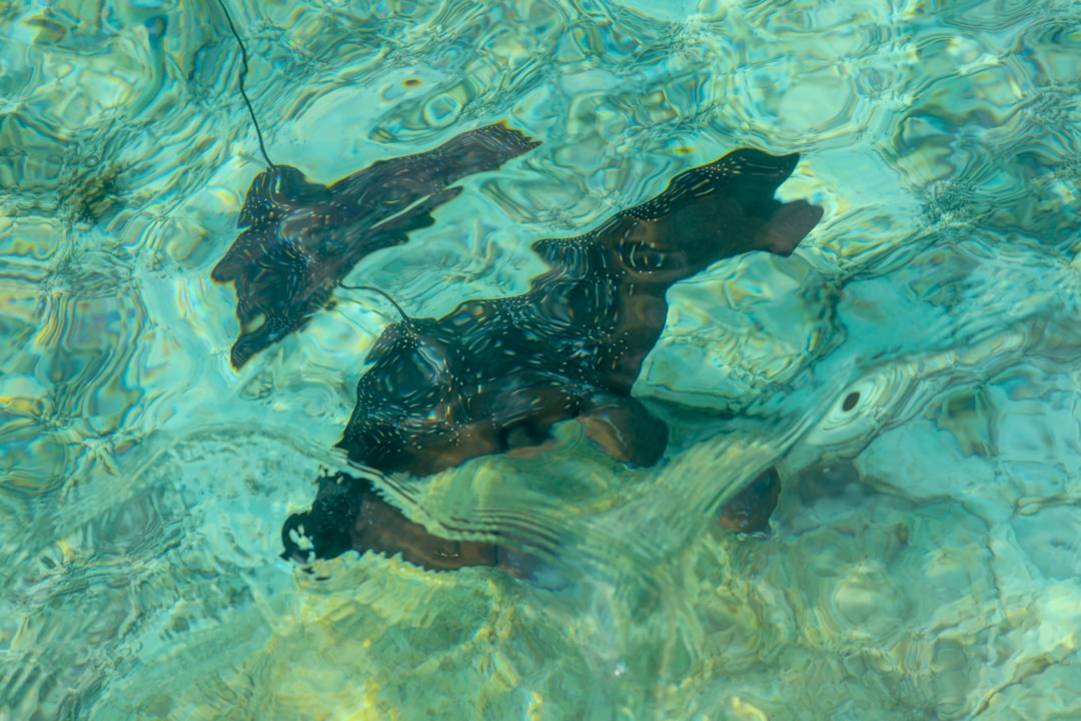 Maldives snorkeling snorkelboot en tour voorbereiding