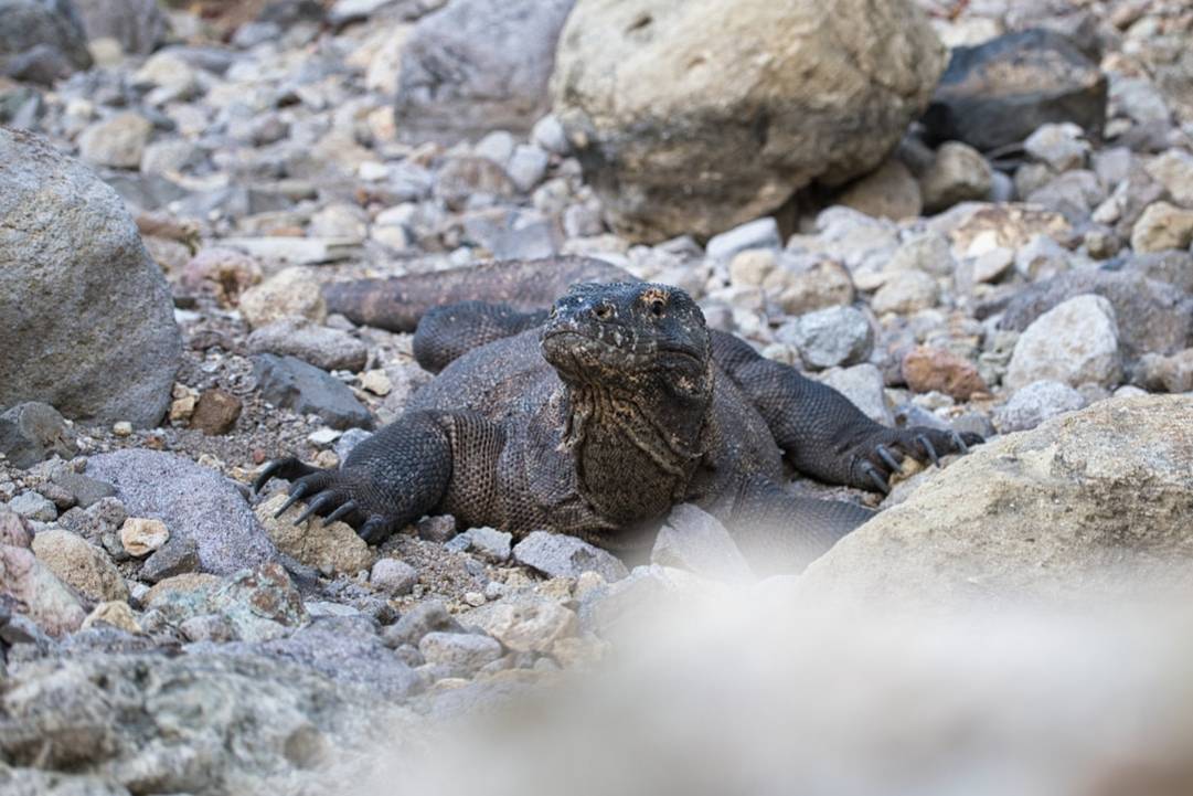 Waar en hoe kun je verantwoord snorkelen met zeeschildpadden in Azië? details