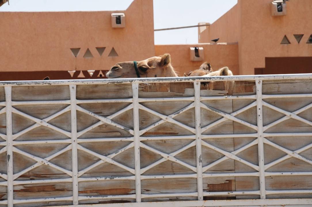 Beste reistijd voor Al Ain