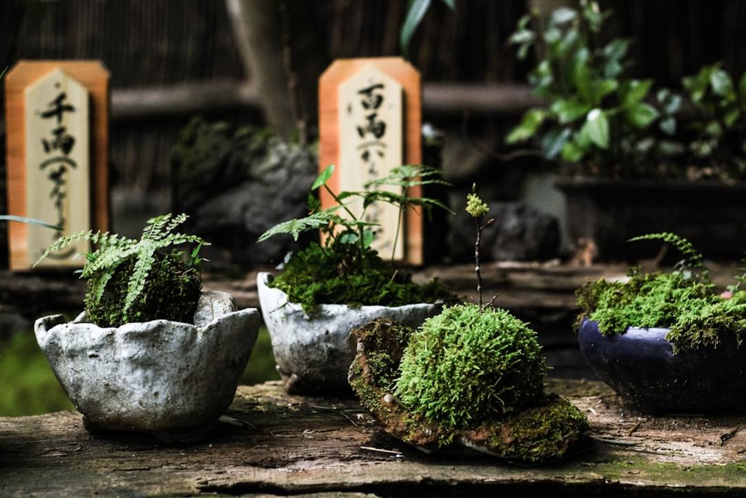 Een Japanse theeceremonie bijwonen in Kyoto: Alles wat je moet weten extra