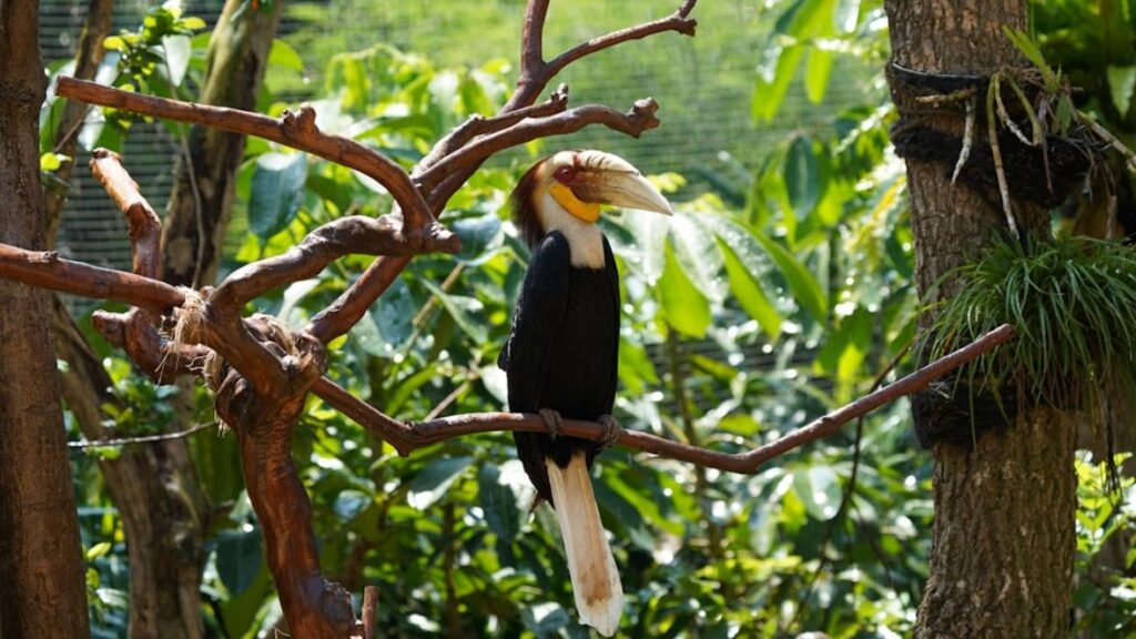 -jungle-survival-borneo