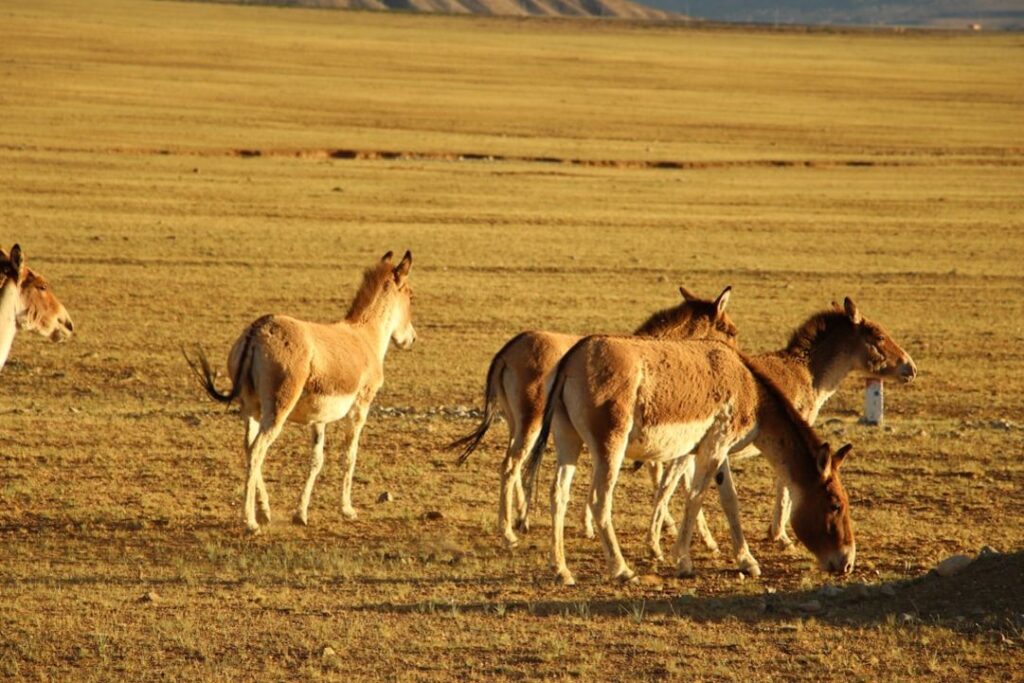 -Trans-Mongolië Express