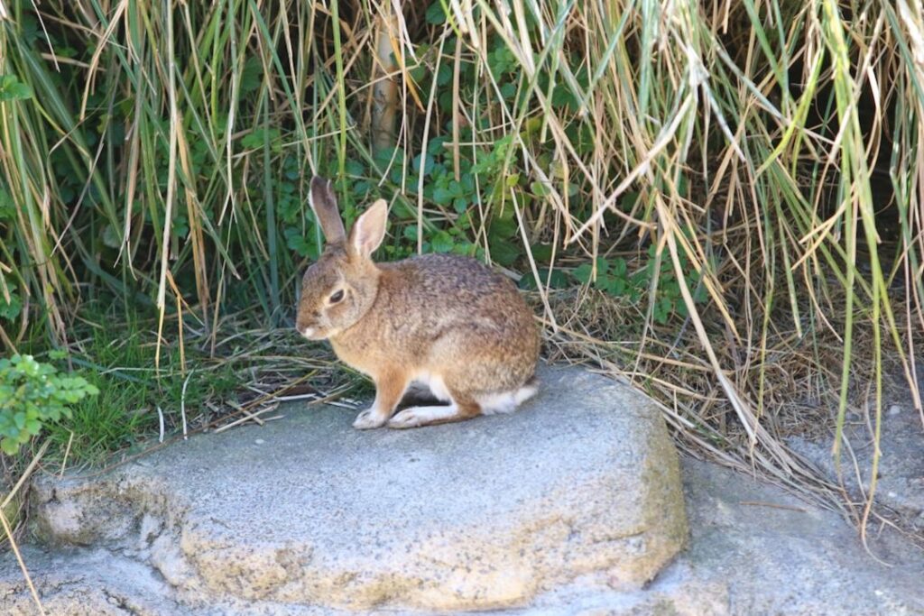 -Rabbit Island (Koh Tonsay)rabbit-islandKep