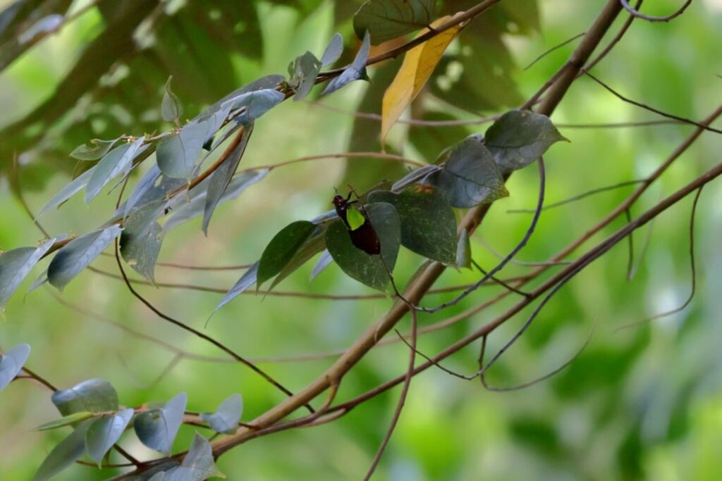 -danum-valley Malaysia