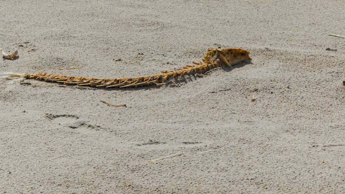 Snake Island Sandbar Hikesnake-islandEl Nido overzicht