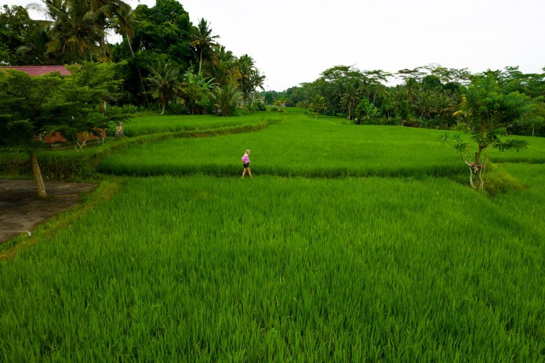 Fietstocht door de rijstvelden: De onverbiddelijke waarheid over de infrastructuur