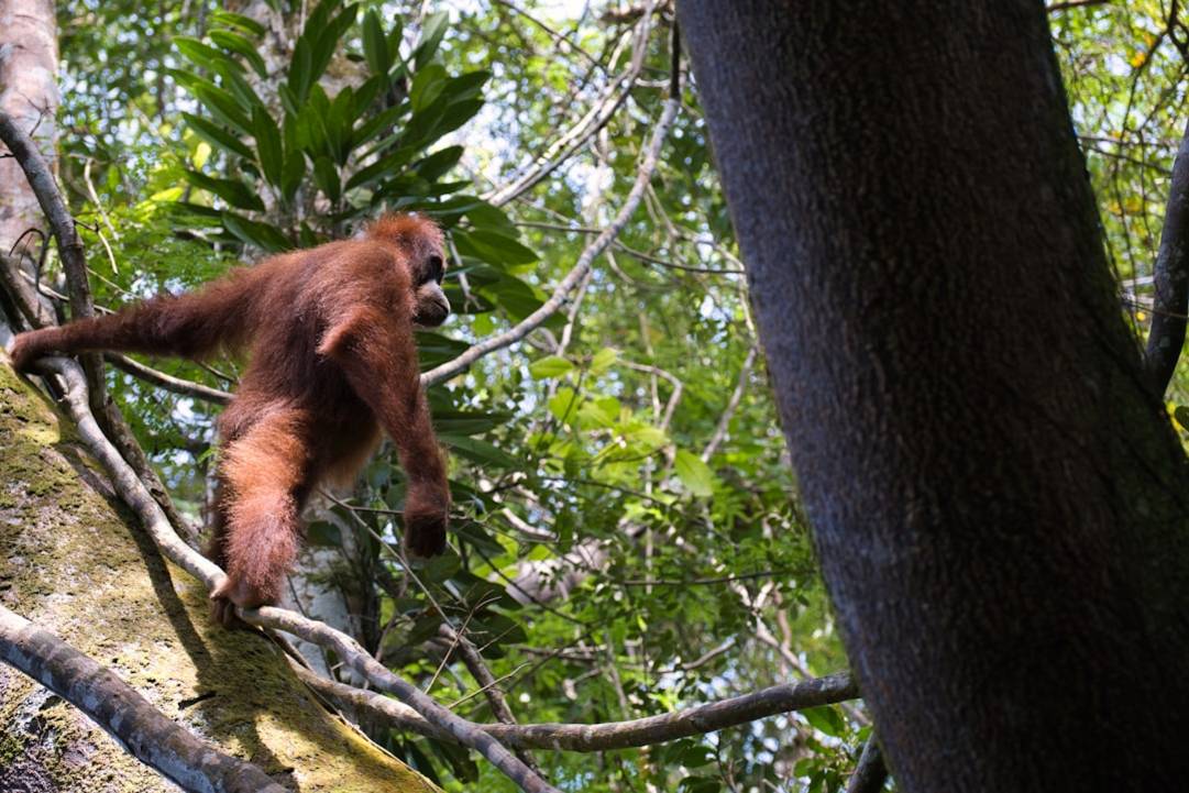 Orang-oetan spotten: De rauwe waarheid van de natuur