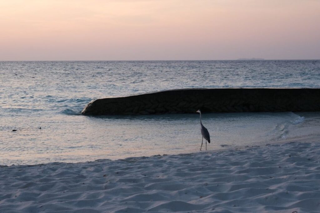 -dhigurah De Malediven