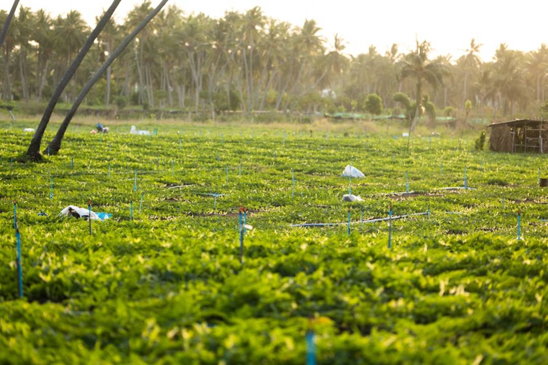Stranddagen op Dhigurah: De Zandval van Verwachtingen