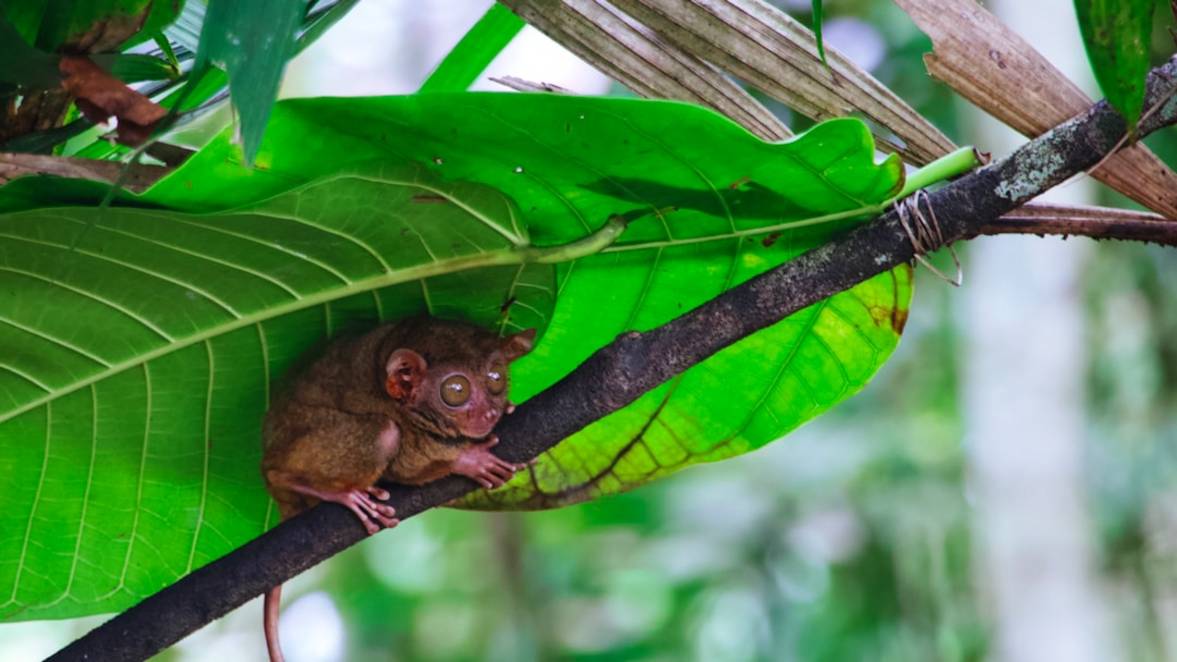 Tarsier Sanctuary Bezoektarsier-sanctuaryBohol omgeving