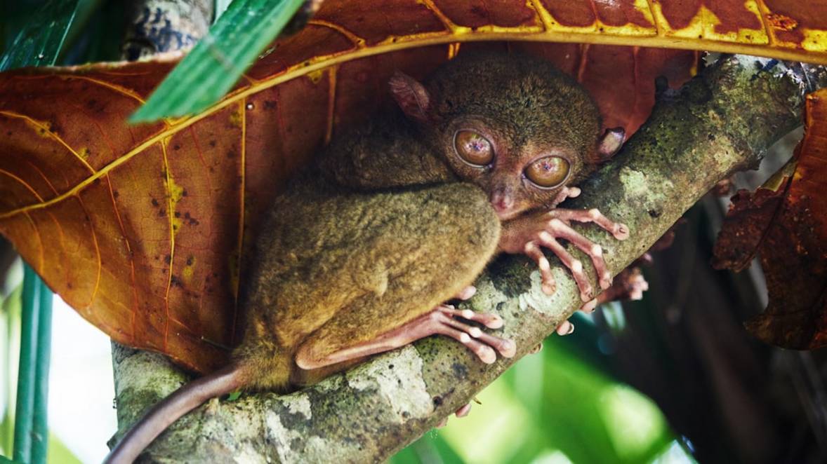 Tarsier Sanctuary Bezoektarsier-sanctuaryBohol overzicht