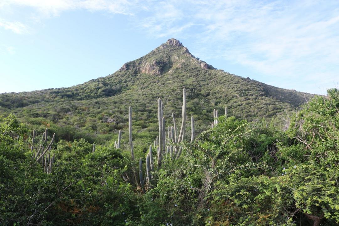 Aruba and Curaçao nature