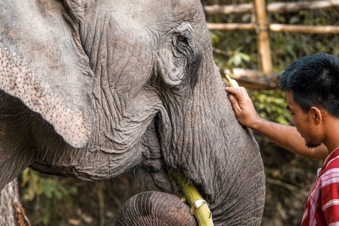 Olifantenopvang in Chiang Mai: Hoogtepunten & Tips 4 Elephant Nature Parkelephant-nature-parkChiang Mai details