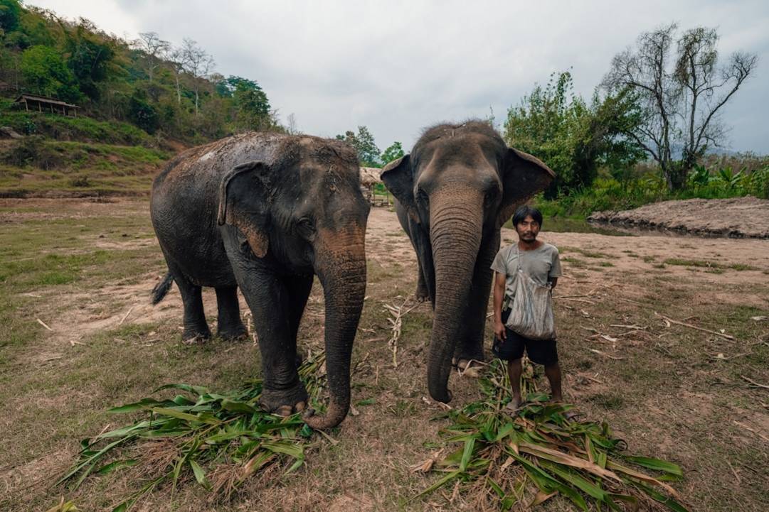 Olifantenopvang in Chiang Mai: Hoogtepunten & Tips 1 Elephant Nature Parkelephant-nature-parkChiang Mai overzicht