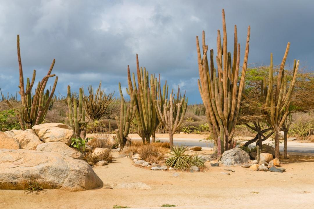 Aruba — April