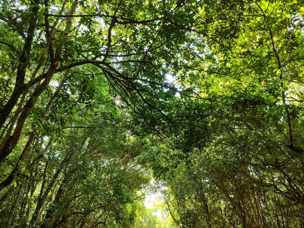 Suriname — February