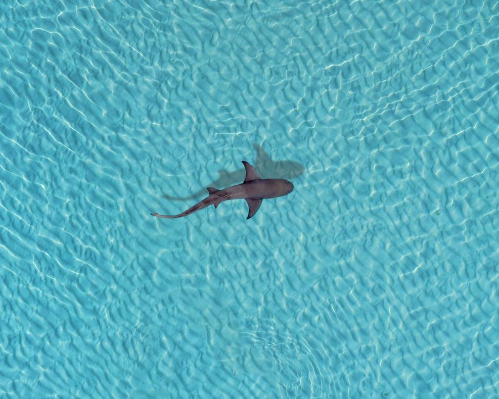 Maldives diving