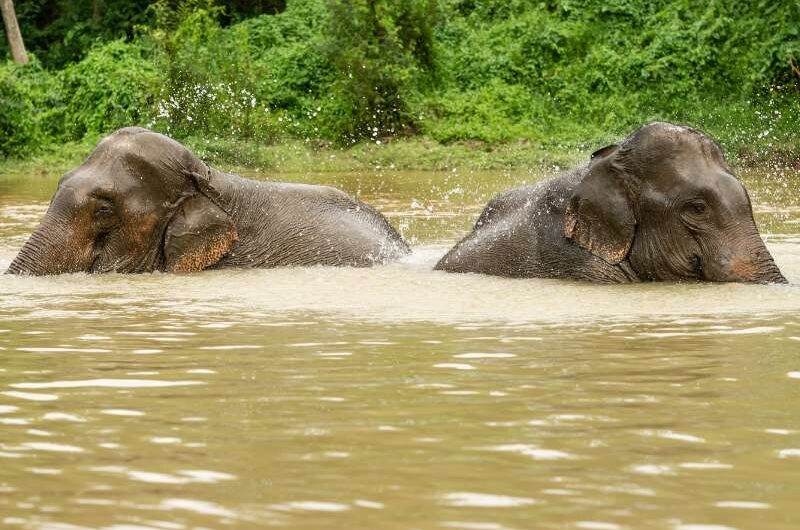 Olifantenopvang Thailand